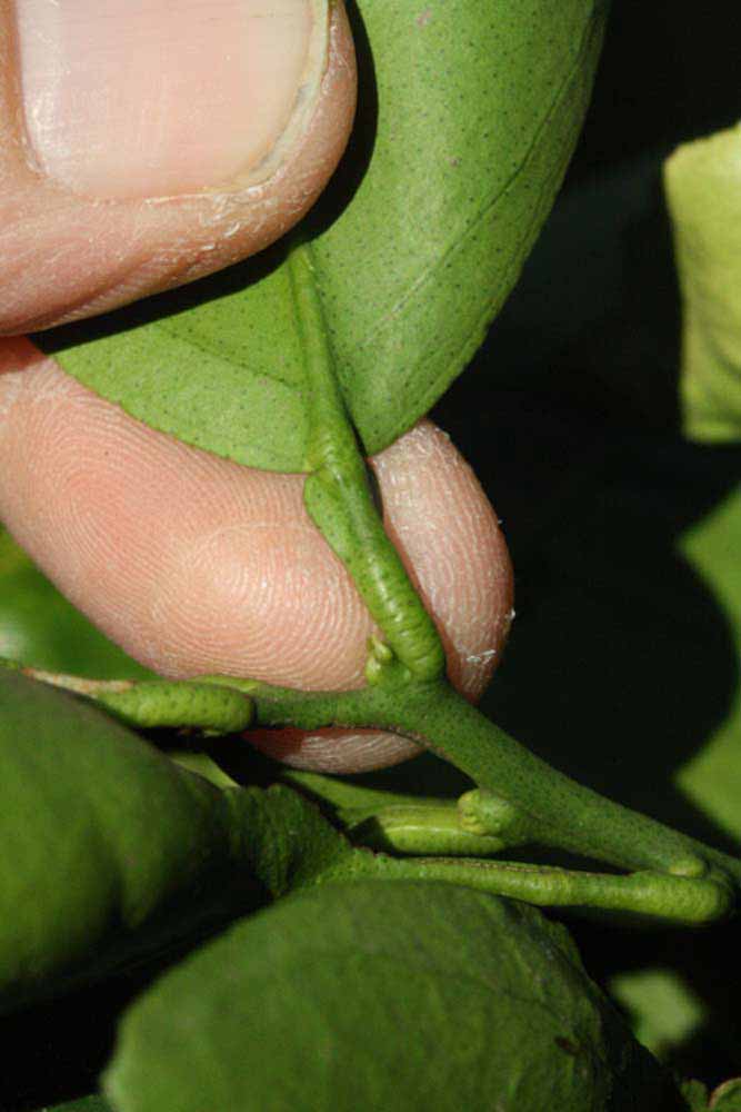              Petiole (Riverside, CA)       